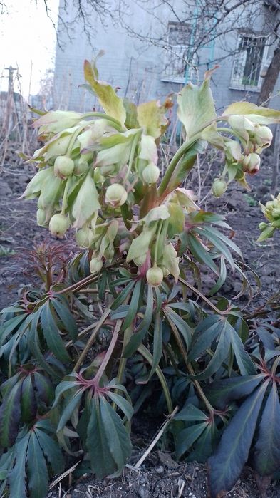 Продам надлишок морозника вонючого