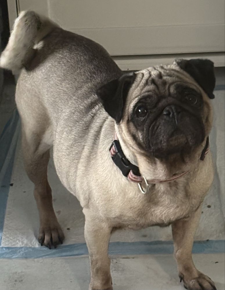 Mops mopsik mops