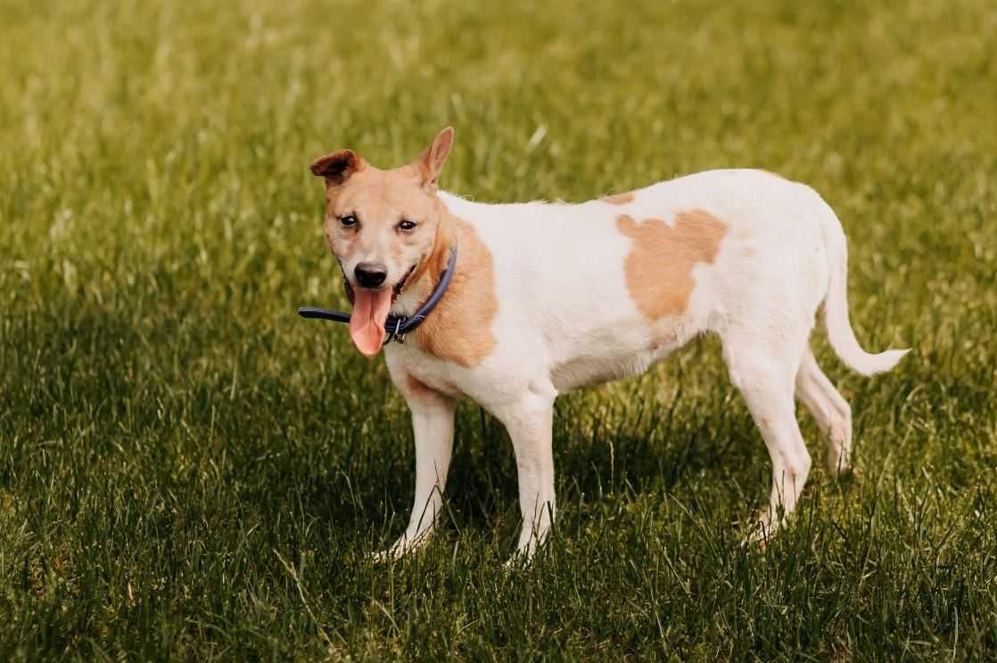 Mądra, młoda sunia poleca się do adopcji!!!