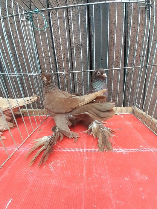 Wywrotki wschodniopruskie gołębie ozdobne