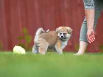 Akita Inu Szczenięta ZKwP oddz. Bielsko-Biała