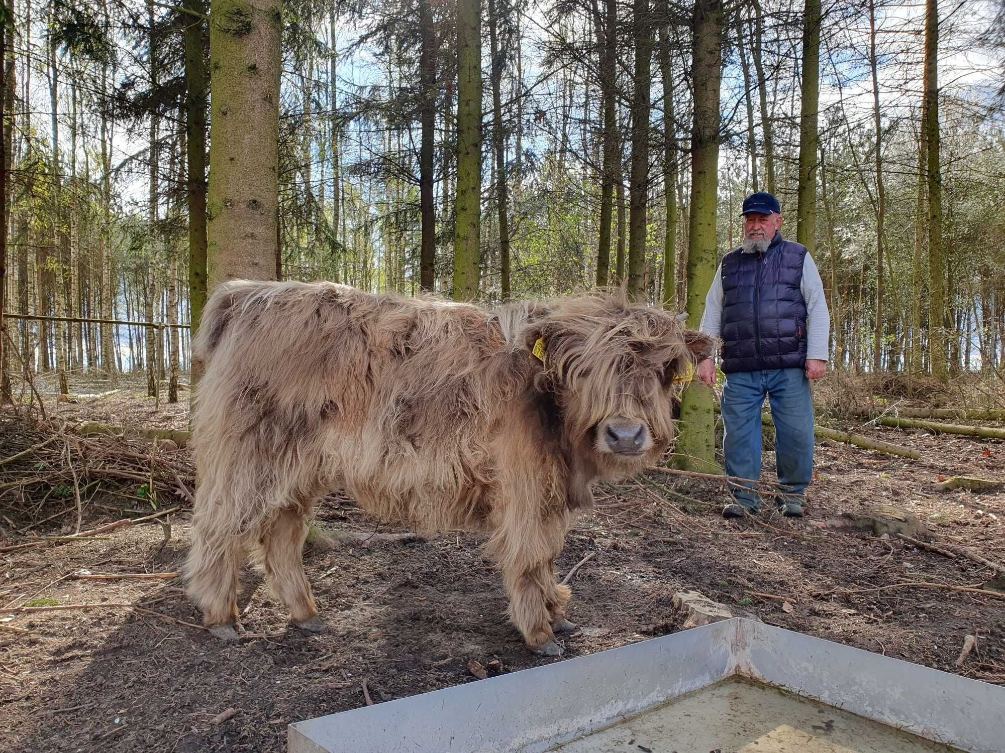 Bydło szkockie Highland Cattle byki