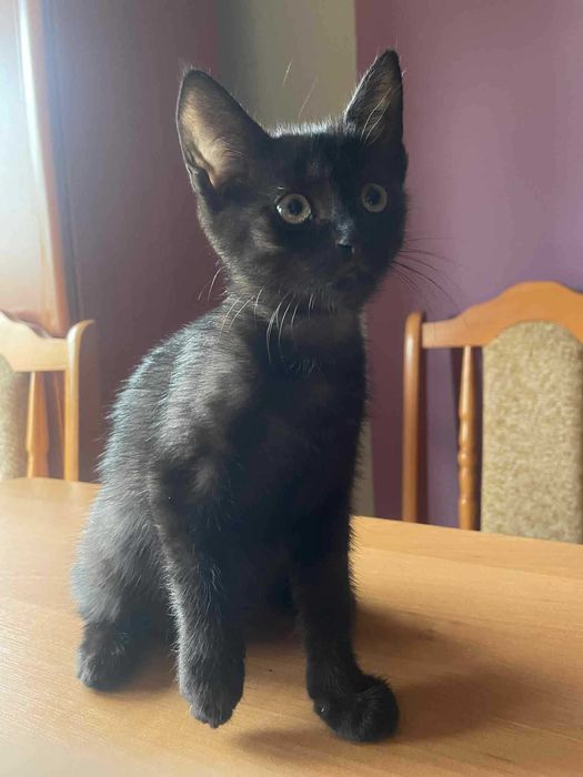 Oddam małe koty w dobre ręce