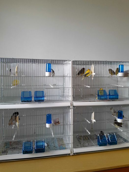 Sprzedam  kanarki glostery,  samce samice  z koroną i bez,  24 r 25 r