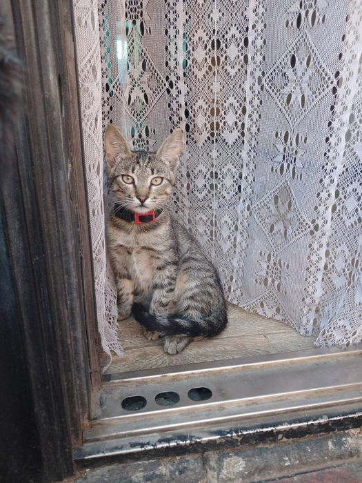 Котята, з зони бойових дій чекають на сім'ю