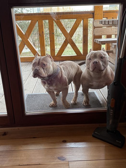 Okazja! American Bully Pocket Pocket Sprzedam