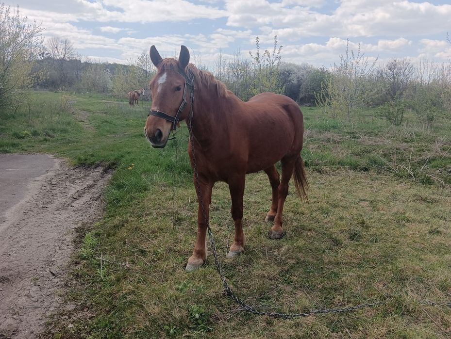 Кобила 11 років слухняна