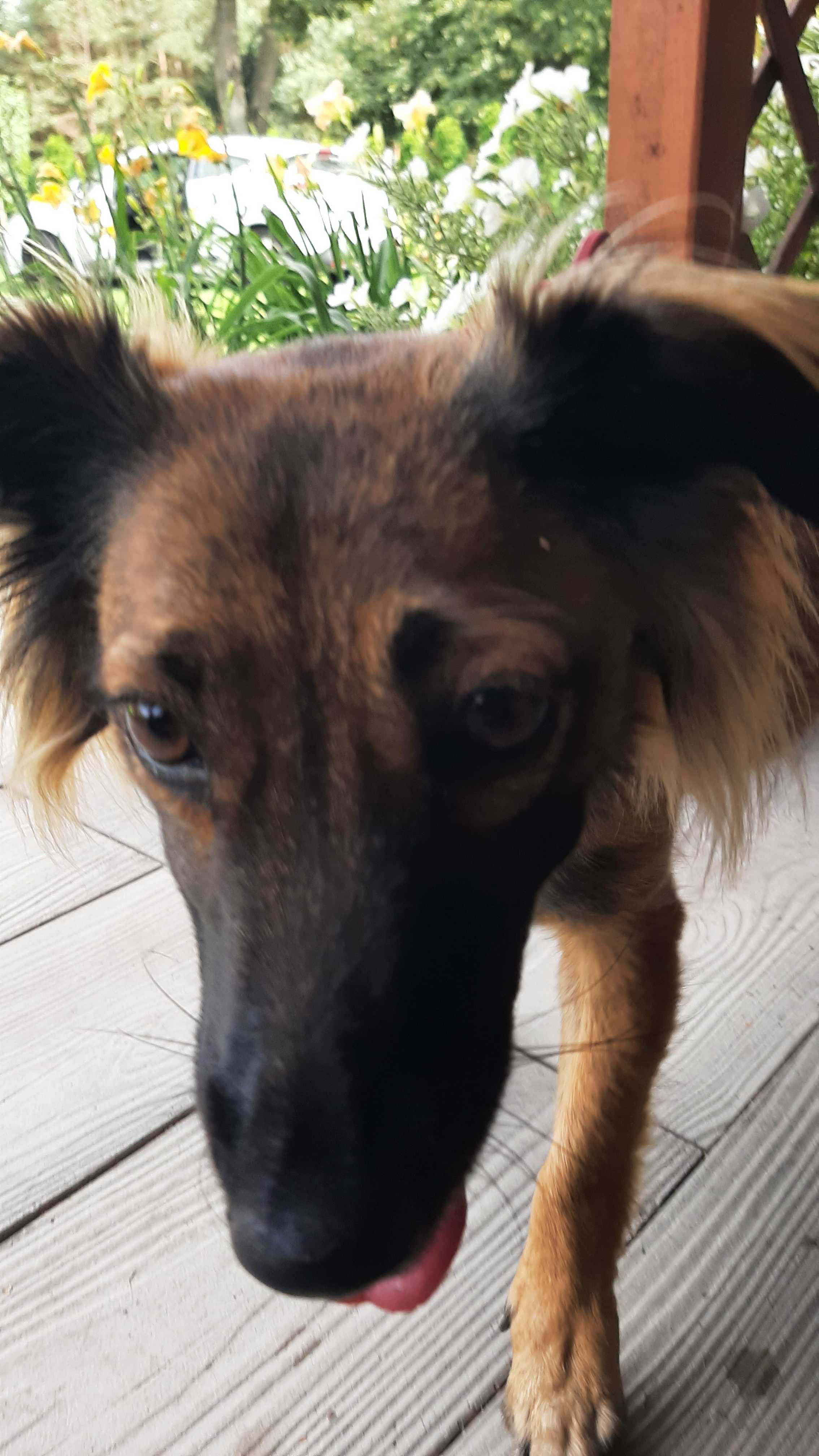 Do adopcji sunia Dejzi i mały kociak