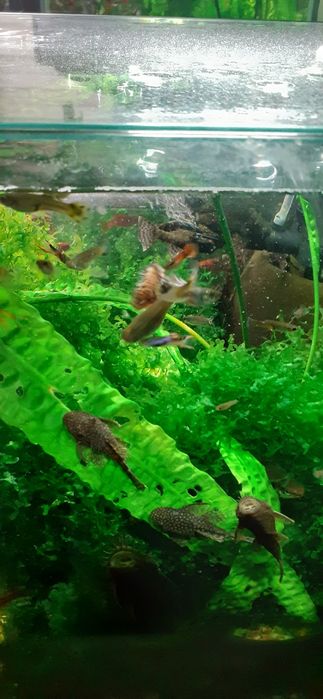 Sprzedam rybki gupiki