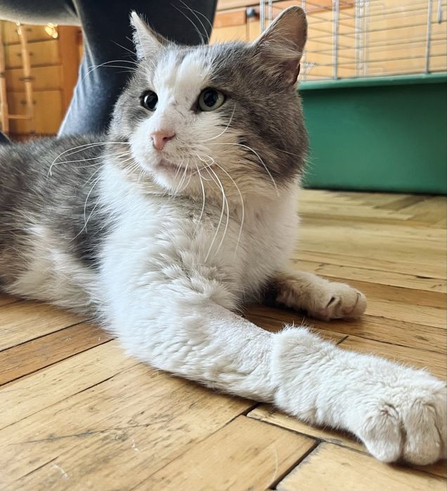 Врятований котик після ДТП шукає родину