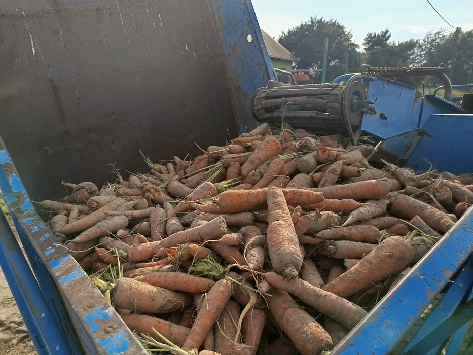 Marchew jadalna dla zwierząt możliwy dowóz