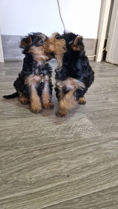 Щенки йорки 2 месяца