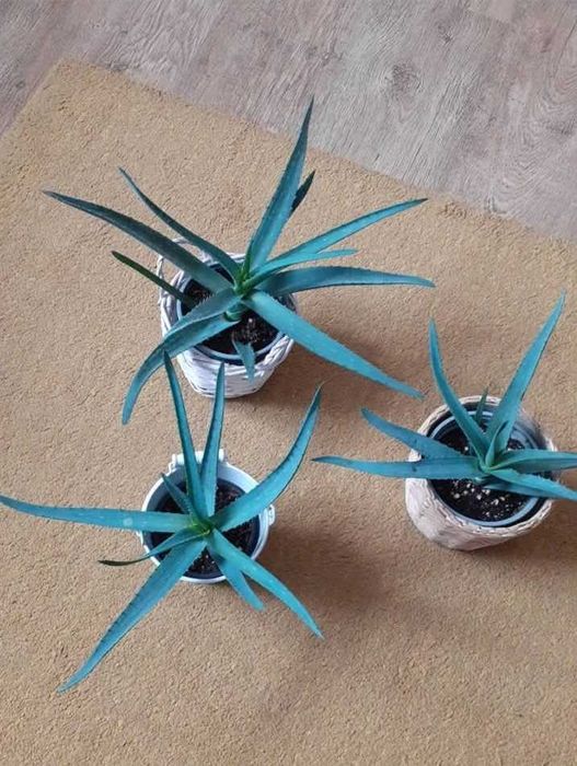 Rośliny doniczkowe, kwiaty doniczkowe