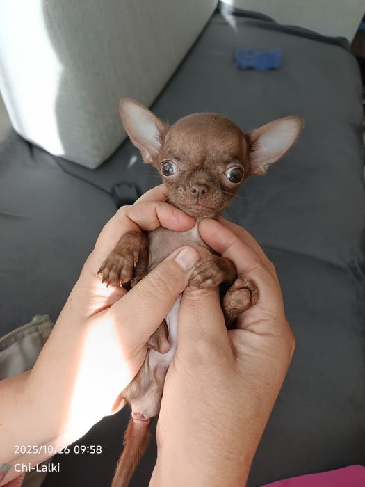 Chihuahua chłopiec samiec  xxxxs ultra maly