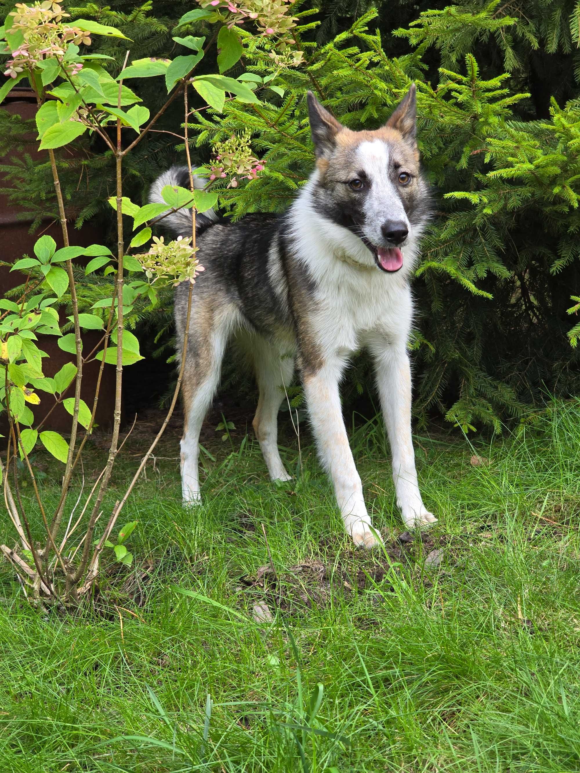 Przepiękna suczka w typie wilka , 11 m-cy do adopcji