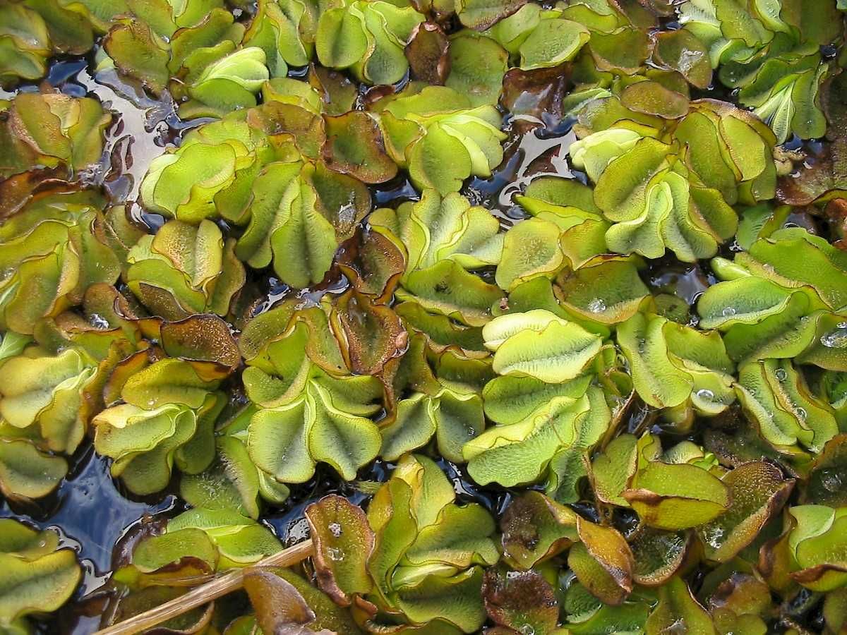 Lemna / Salvina / Limnobium / Ceratophylum -flutuantes- aquário, lago