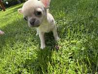 Suczka chihuahua