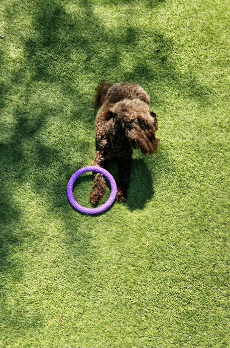 Мальтипу F2  chocolate