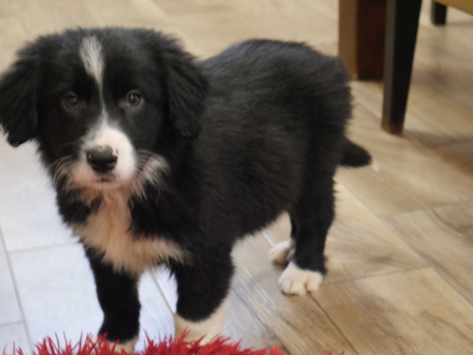 Border Collie chłopak