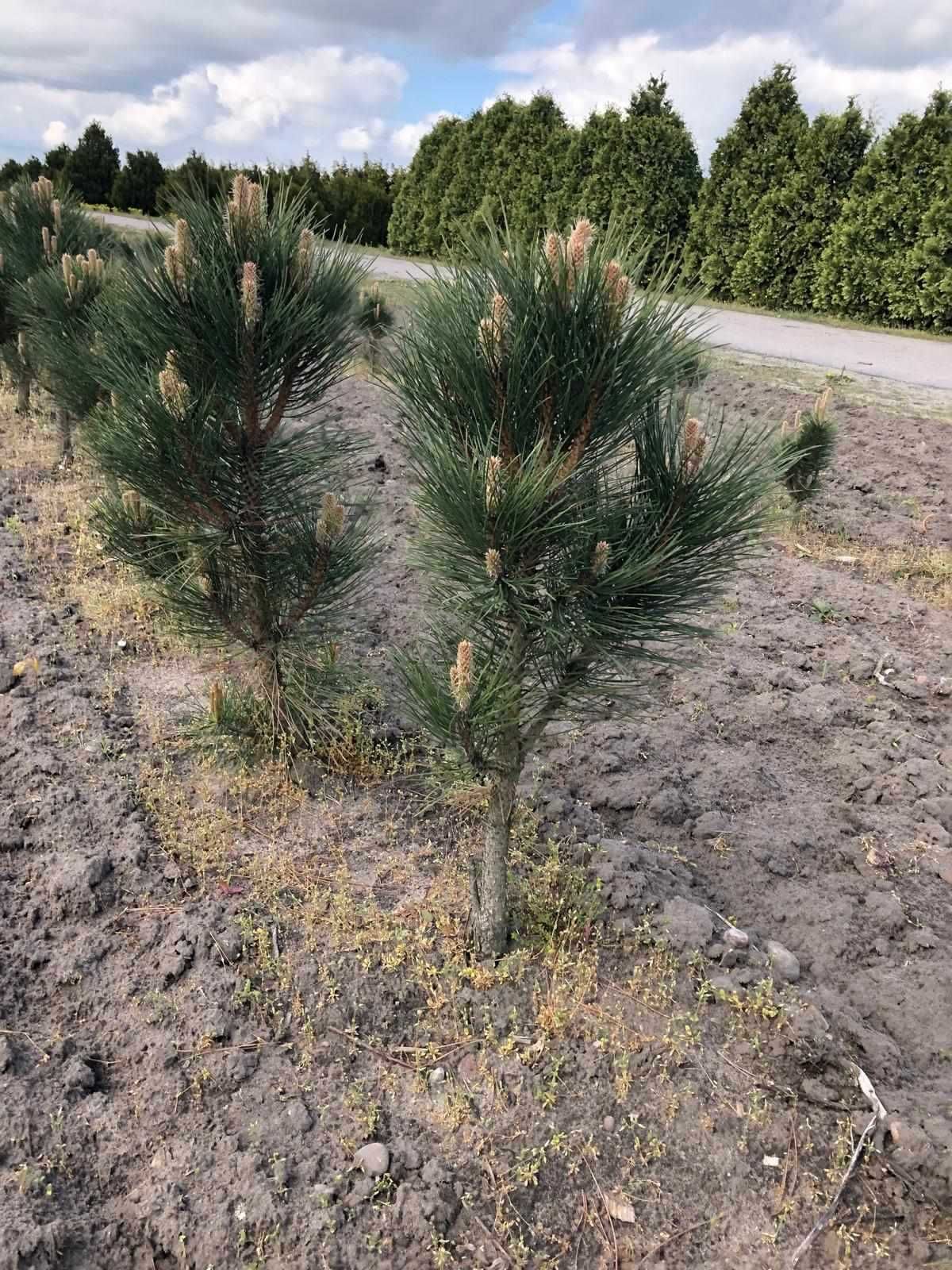 Sosna czarna Pinus nigra Green Rocket 70cm