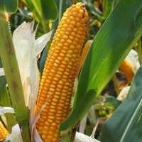 Nasiona kukurydzy i kukurydza POPIS