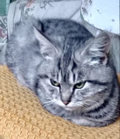 Красивый вискасный котик 10мес голубой серебристый табби метис породы