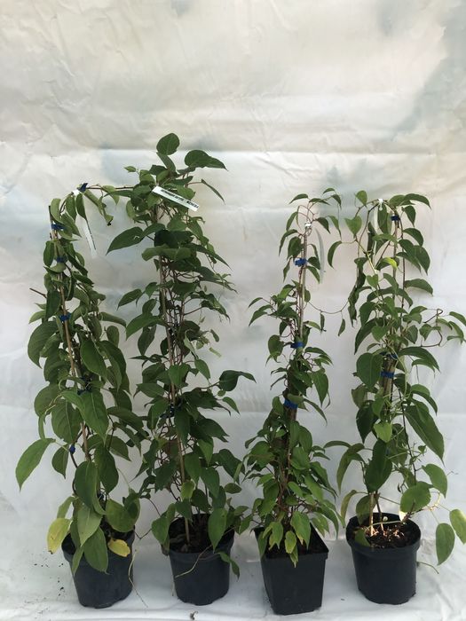 Актинидия 3 річна. Червоні та зелені плоди)