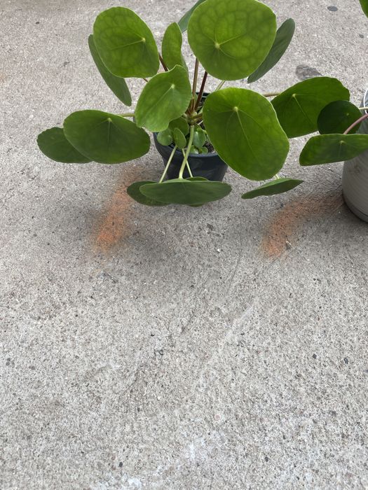 Kwiat domowy pieniążek