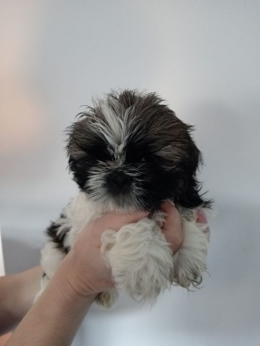 Shih tzu śliczna suczka