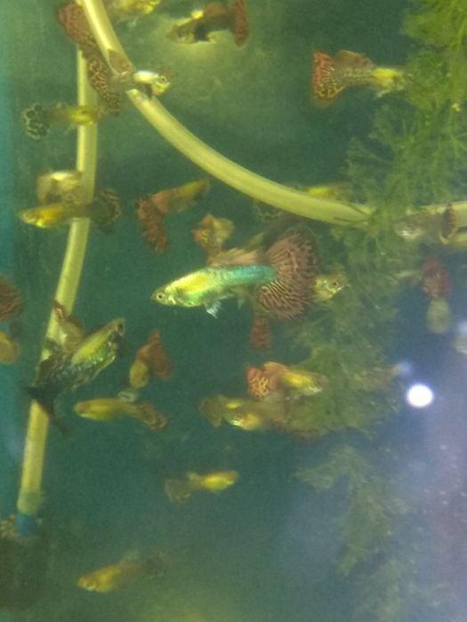 Гуппи Дамбо мозаика самцы