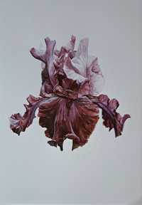 Obraz kwiat irys