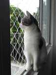 Rede de Proteção para Gatos