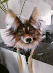 Maska wilka  therian