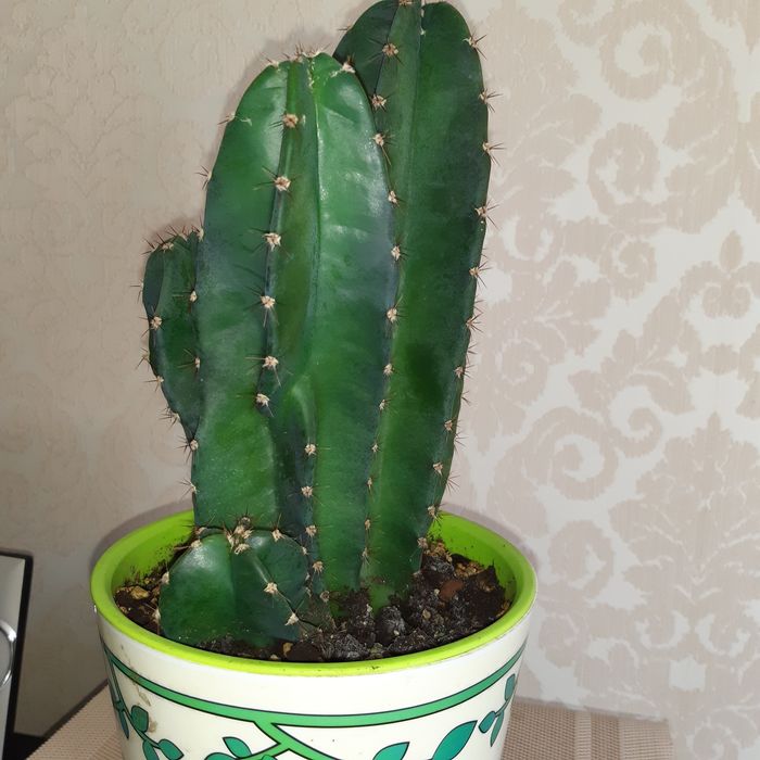 Кактус Церіус кристатний