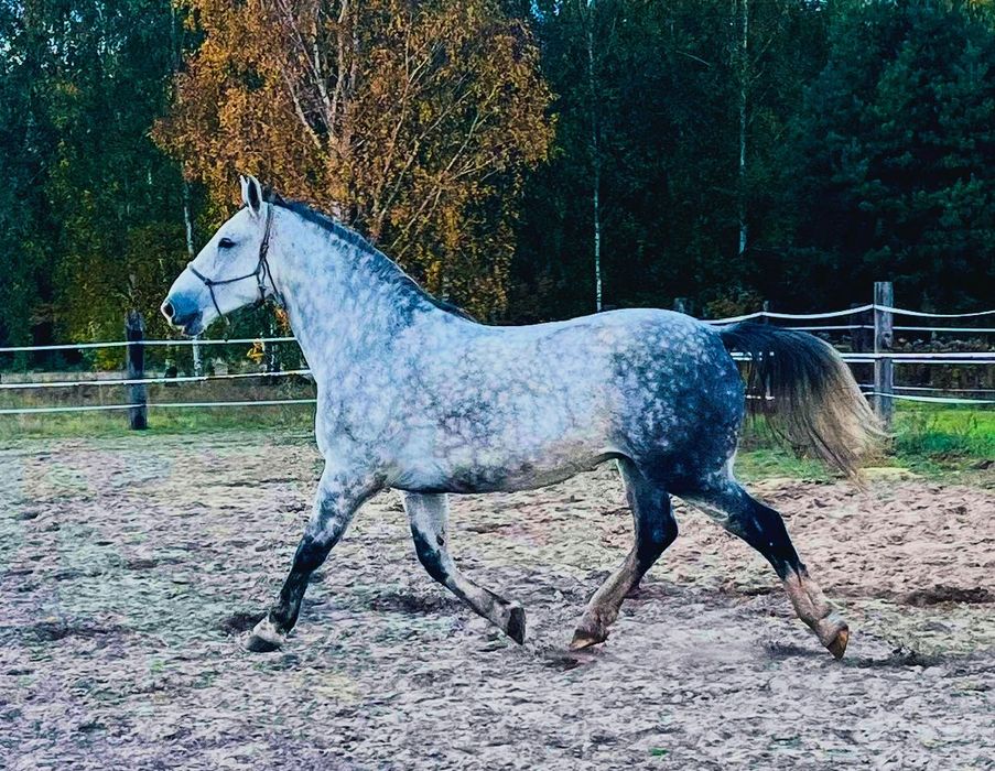 Koń śląski - wałach