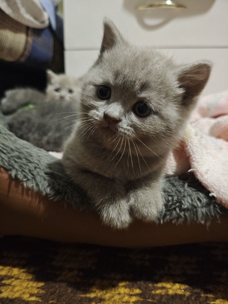 Продам британских котят
