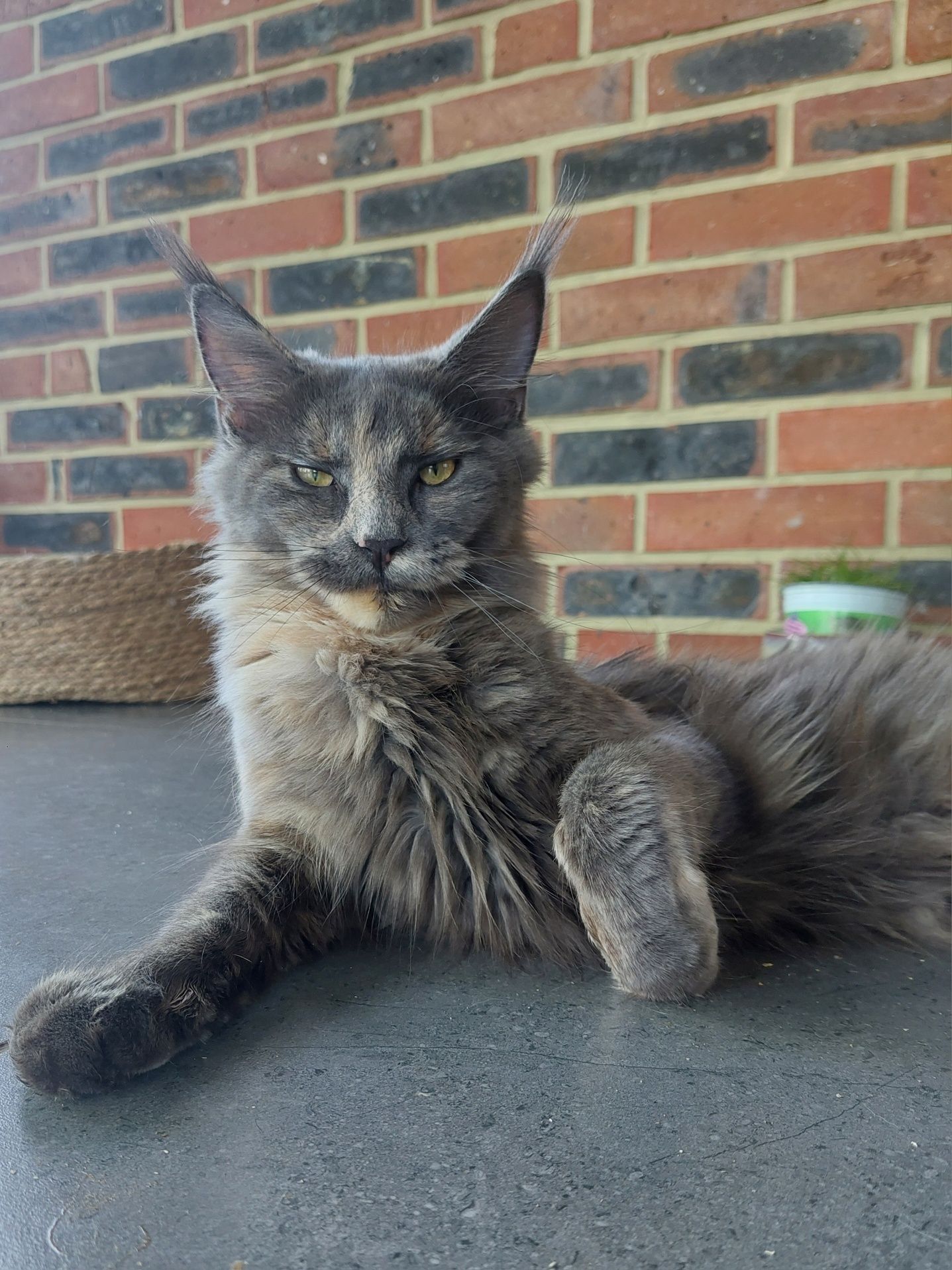 Aba kotka Maine Coon po championie