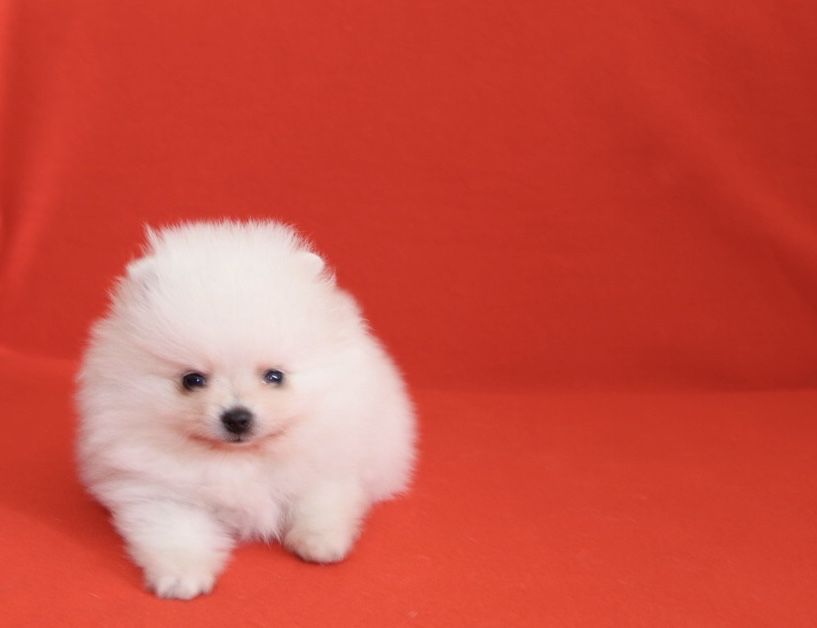 Lulu da Pomerânia Maravilhoso LOP e Afixo