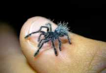 Ptasznik wielobarwny Caribena versicolor L3