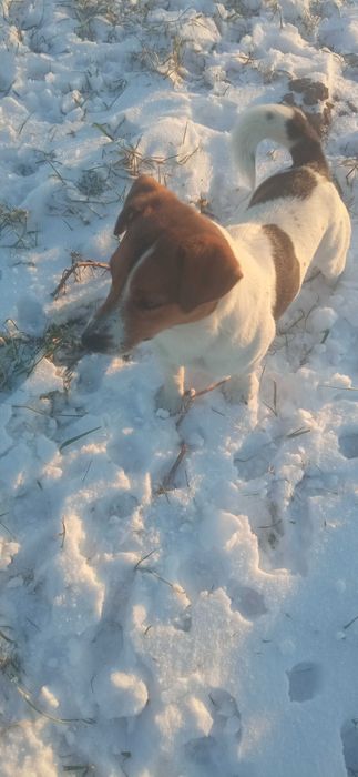 Jack Russell Terrier- reproduktor