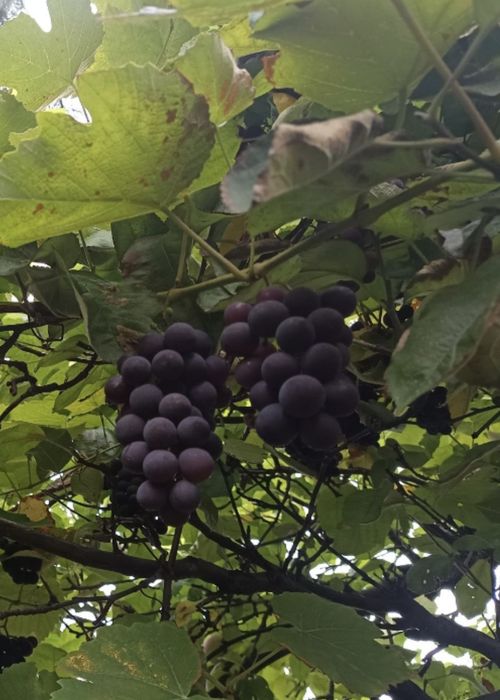 Sprzedam winogrono