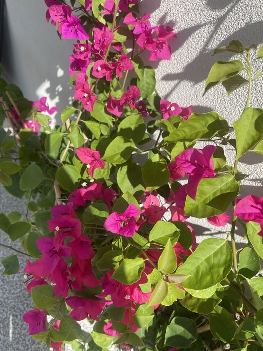 Planta Bougainvillea