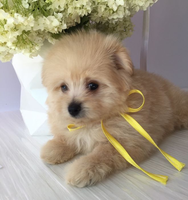 Помапу — Маленькі моделі для обіймів