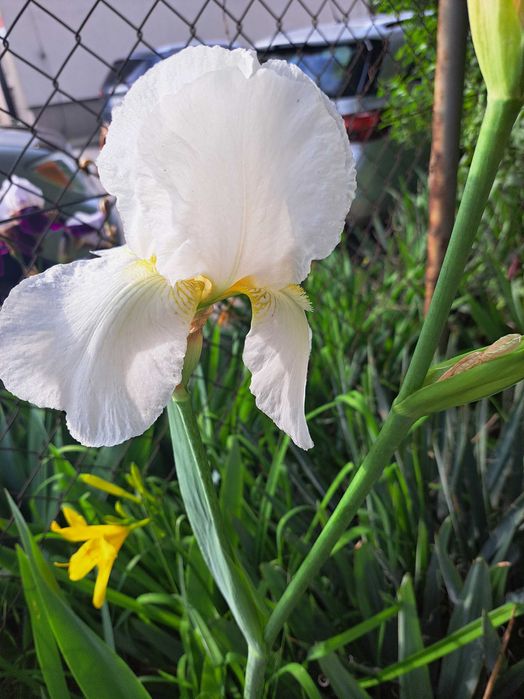 Irys olbrzymi duza sadzonka