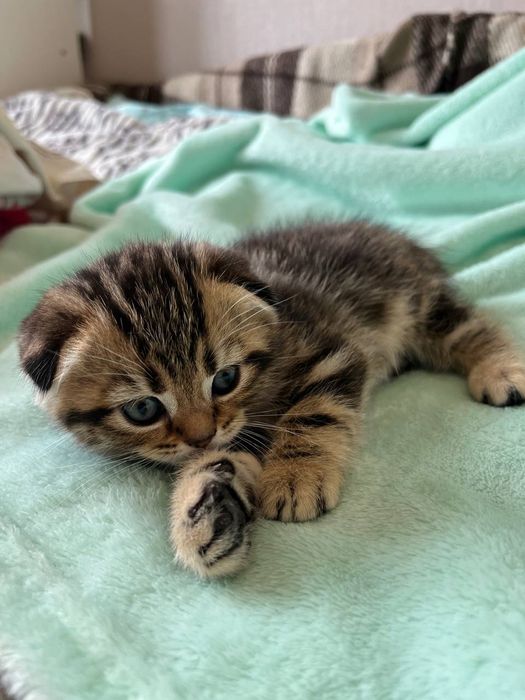 Шотландські кошенята