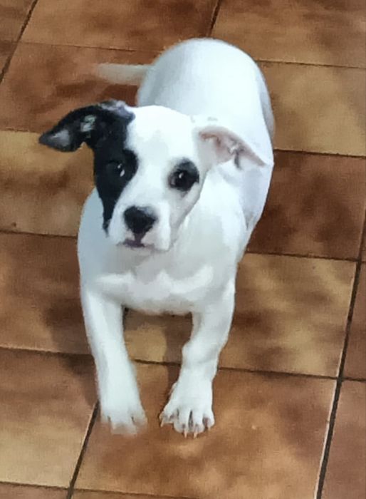 Cadela para adoção respnsavel