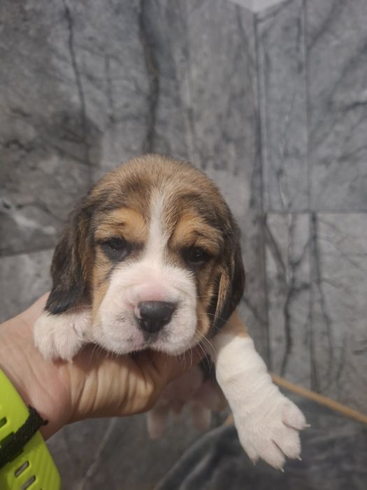 Beagle suczka  szczeniak po Championach, okolice Poznania