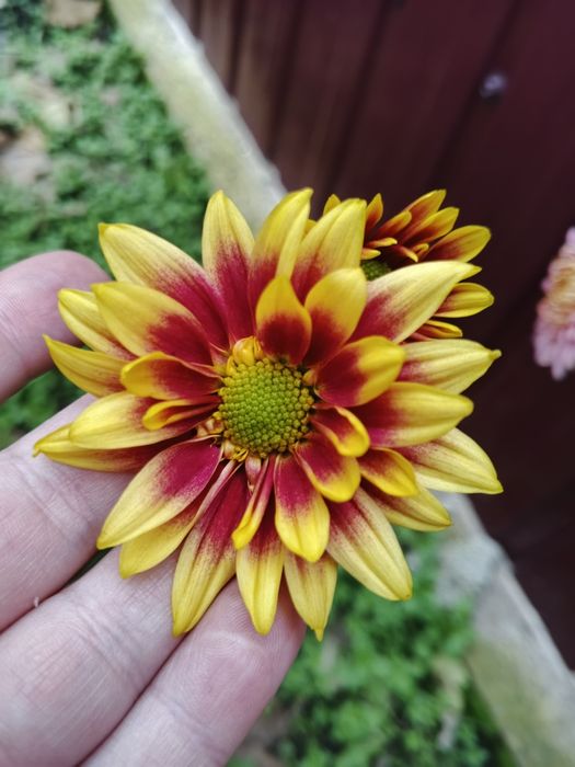 Хризантеми помаранчеві