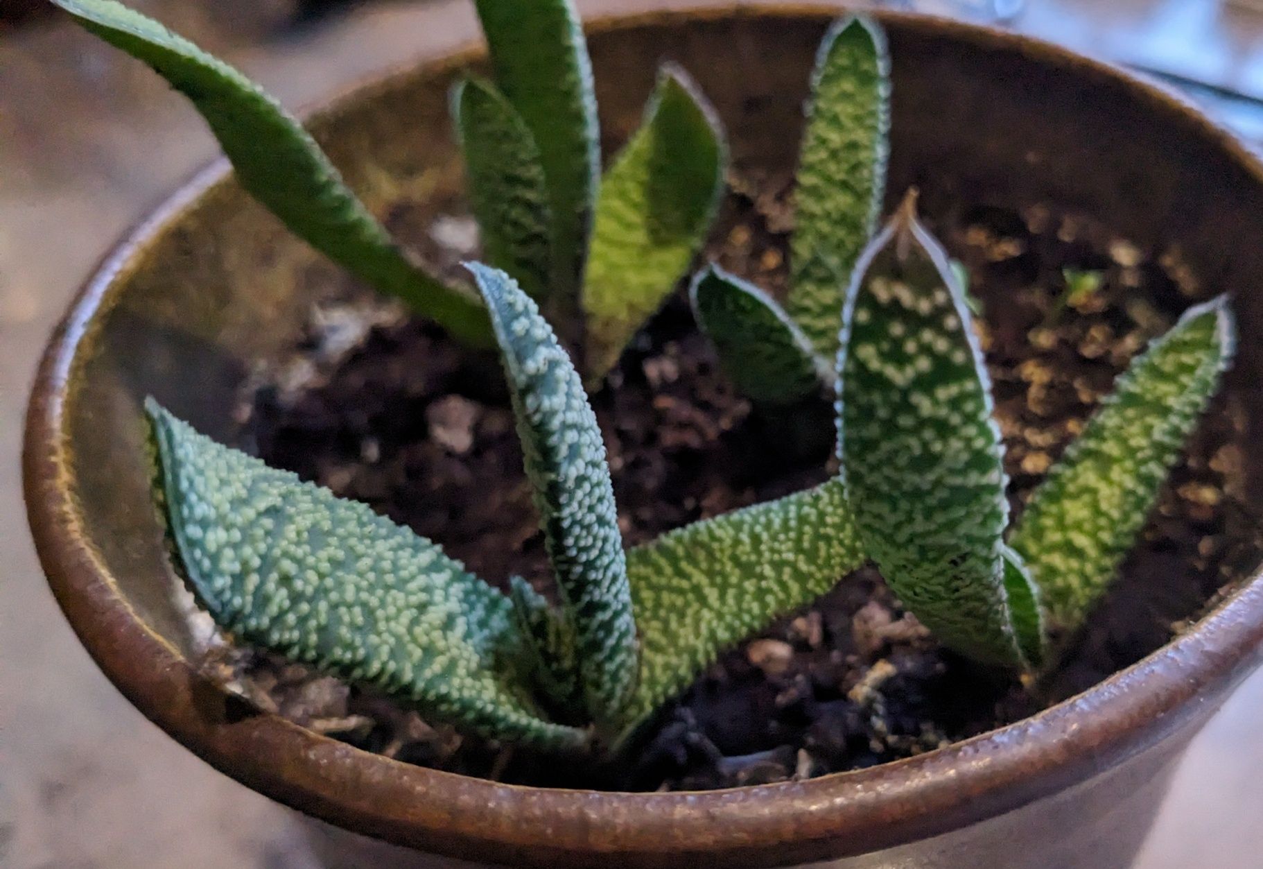 Doniczkowe:gasteria,grubosz-drzewko szczęścia,sansewieria-wężownica