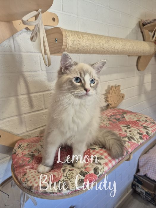 Kot Ragdoll Lemon Blue Candy Pl Warszawa FPL Gotowy do odbioru